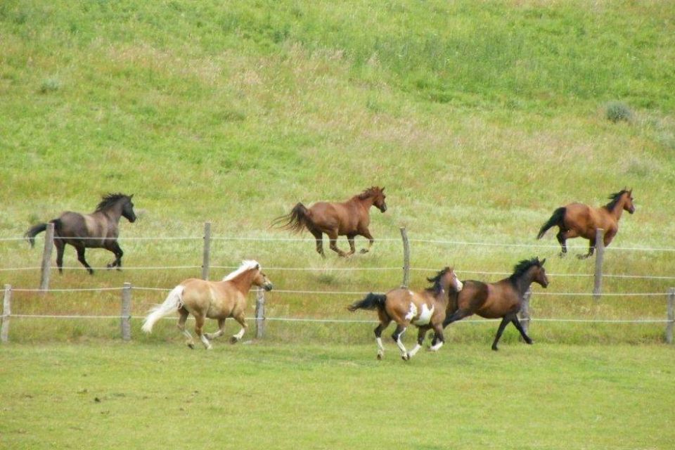 Pferde, Foto: Gut Sarnow